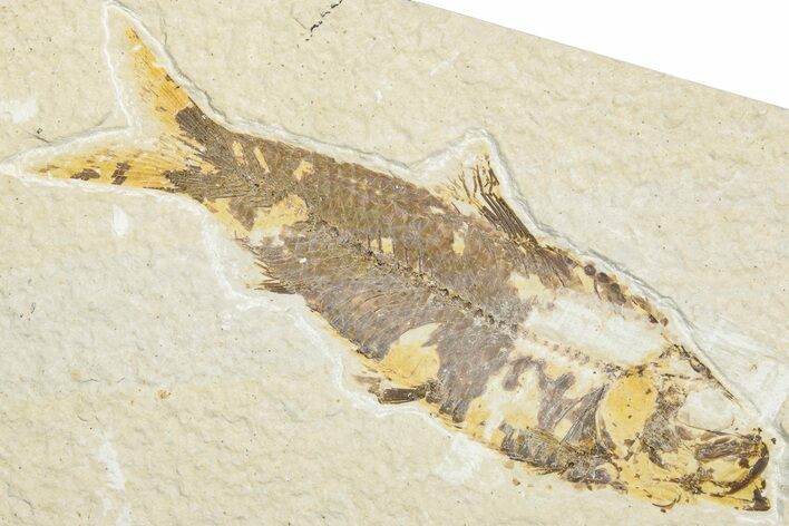Detailed Fossil Fish (Knightia) - Wyoming #346018